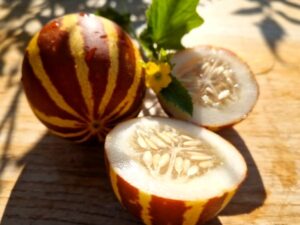 Zuckermelone Rich Sweetness mini und sehr aromatisch