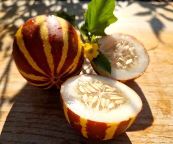 Zuckermelone Rich Sweetness